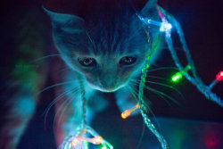 Cat en We Heart It. http://weheartit.com/entry/47971920/via/emily_ferrenbach 