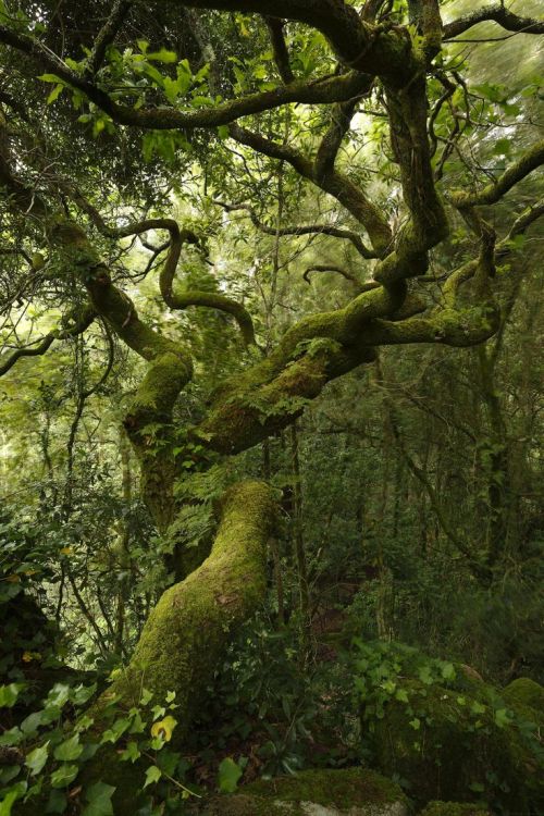 spiritofthewoodlands:Ode to a tree in the wind by Ricardo Alves da Silva