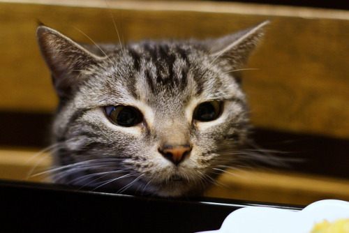 catycat21:cat #1107 by K-nekoTR on Flickr.