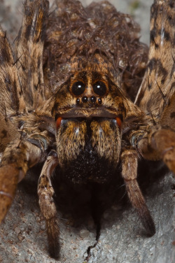 crosstimberlake:  Wolf Spider mother She looked worried that I wanted to touch her babies (She needn’t have worried!) 