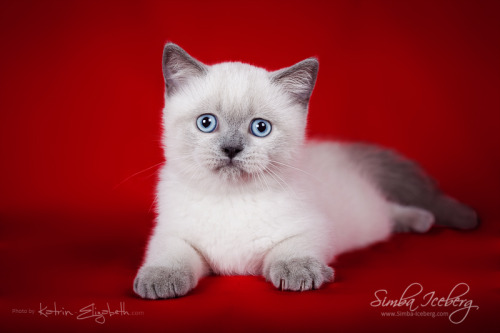 Hello everyone! It’s time to show you new photos of our cute kittens!Simba Iceberg Grace and  Simba 