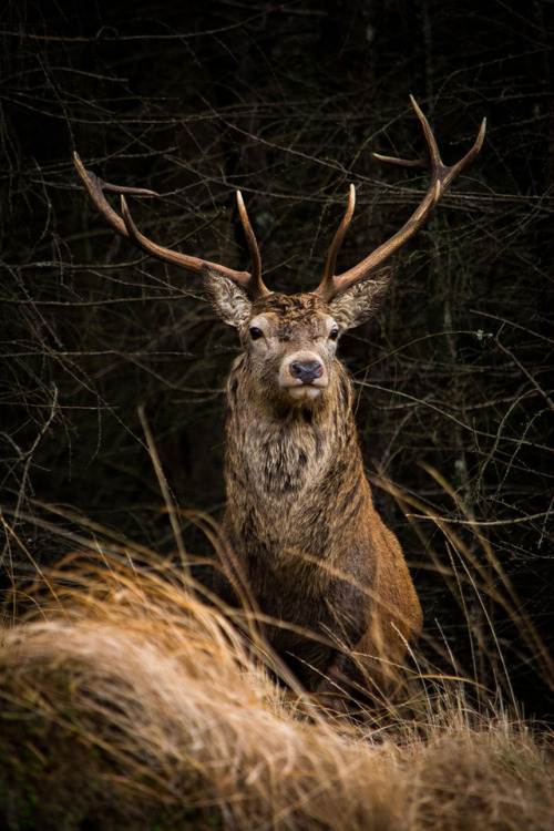 medieval-woman:Glen Etive stag by Katherine Fotheringham