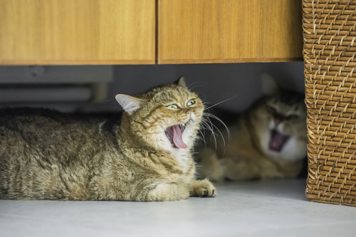 My new obsession. Kafi (Exotic Shorthair) and Dig (Burmilla).  Kafi- That face!  https://www.faceboo