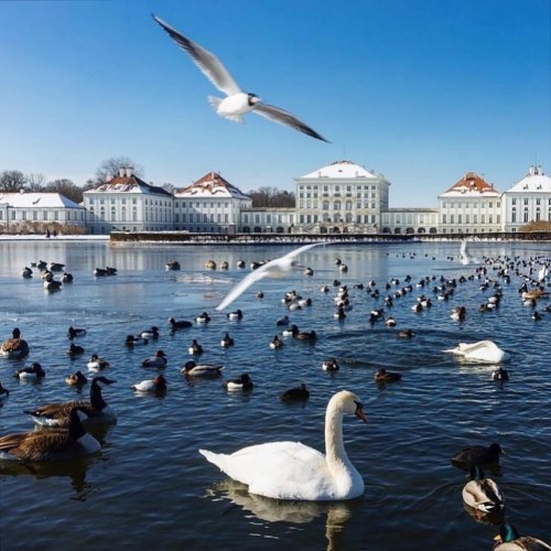 Der Winter am Schloss Nymphenburg in München © @portraitiert#bayernliebe #swan #castle #placetovi