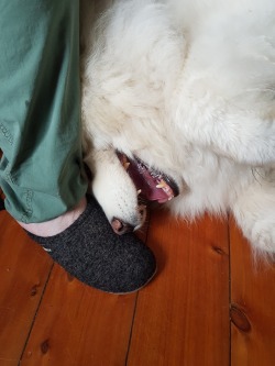 gallusrostromegalus:  pipcomix:   grimmstitches:   grimmstitches: God I love this nerd Someone please admire my ridiculous dog   POOKA!!!!!   What a lovely cumulus you have. 