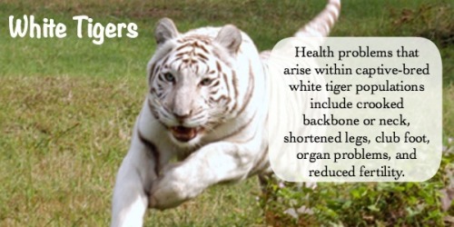 onegreenplanet: The Truth About White Tigers and Why Their Breeding Needs to Stop