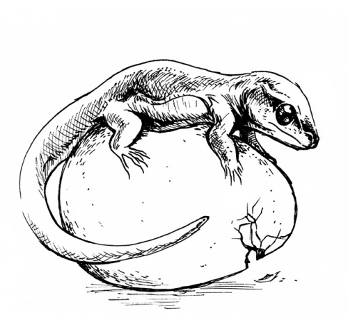 bedupolker:At work we’ve been doing some information videos about lizards! Here are some illustratio