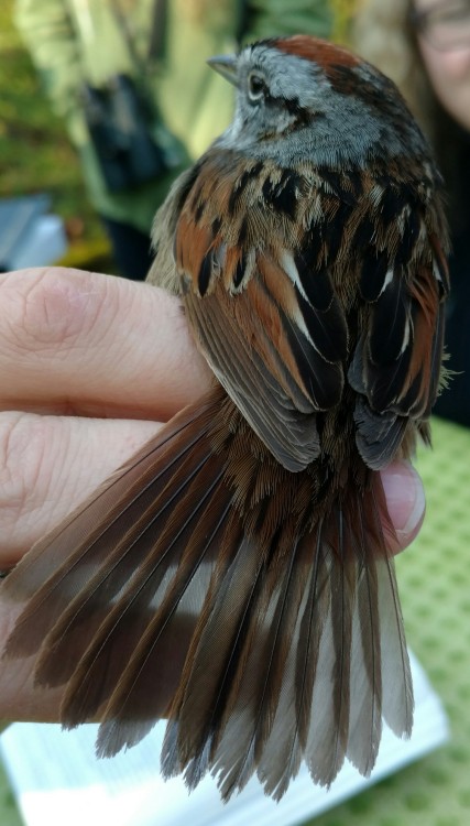 Bird banding begins for the spring!For 6 ‘seasons’- spring and fall- I have helped out at a migrator