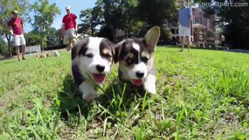 johnnyslittleanimalblog:good morning tumblrs   :)