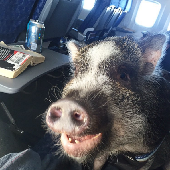 mashable:  Turns out, pigs can fly! Some passengers on planes hog the armrests. Some