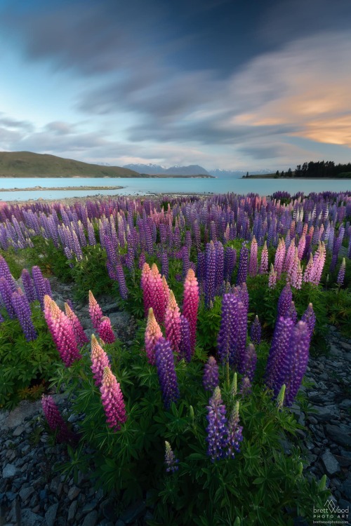  New Zealand Lupins | Brett Wood