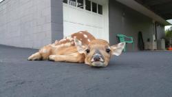 awwww-cute:  I was lucky enough to see this little guy plop down for a rest after crossing a road with wobbly &amp; new legs (Source: http://ift.tt/1Kxm3DL)