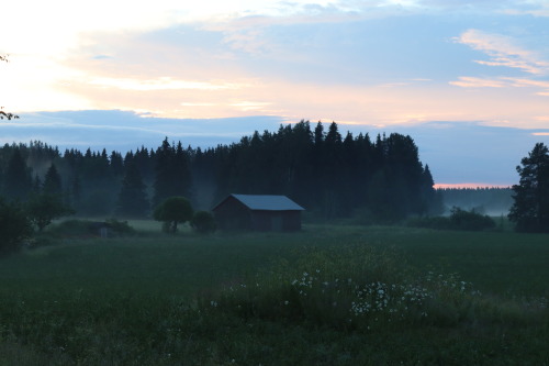 omenalehto:juhannuspäivä / midsummer day / 2021