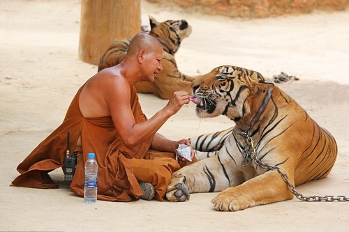 wonderous-world:  Photos taken by Paul Brown at the controversial Tiger Temple in Kanchanaburi, Thailand, where around 100 live alongside Buddhist monks. Many were brought to the reserve as cubs and have grown up around humans. The first cub arrived in