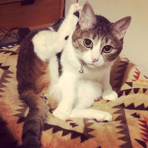 胡桃さん、後ろあんよ、どうなってますの？杏子もびっくりして目を見開いちゃってますよ（笑）#猫のいる暮らし #猫 #猫との暮らし #猫大好き #catlover #catstagramhttps:/