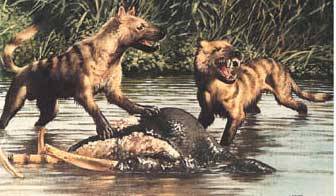 rhamphotheca:  Borophagus (“gluttonous eater”) … is an extinct genus of the subfamily Borophaginae, a group of hyper-carnivorous canids endemic to North America from the Late Miocene epoch through the late Pliocene epoch 12—2 Mya. Borophagus,