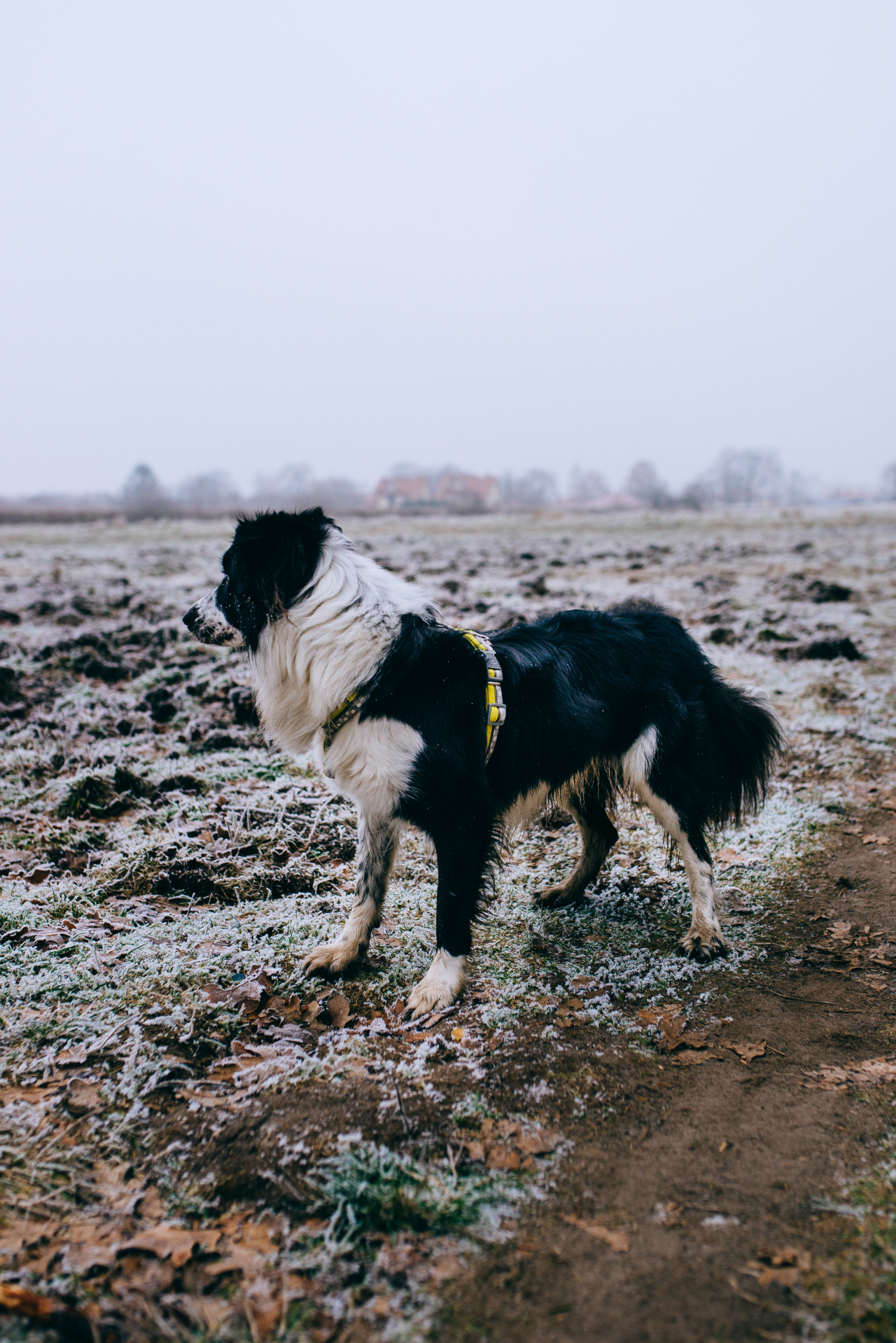 lifeofcosmo:  Frosty morning in Warsaw not broke out on a walk