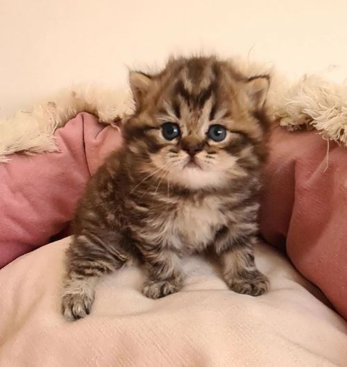 Фото породы Британская короткошерстная кошка