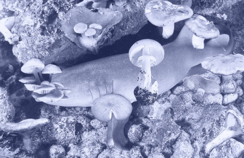 Laurent Le Deunff Requin des Bois I, 2015 Tirage pigmentaire sur papier Hahnemühlecourtesy semiose g