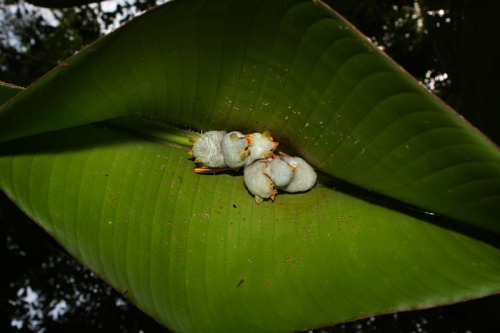 nubbsgalore:honduran white tent bats roosting under a heliconia leaf, which they sever down the leng