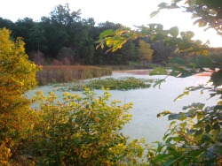 geopsych:  I love plants. East Bangor Dam, sunrise in June 2015. 