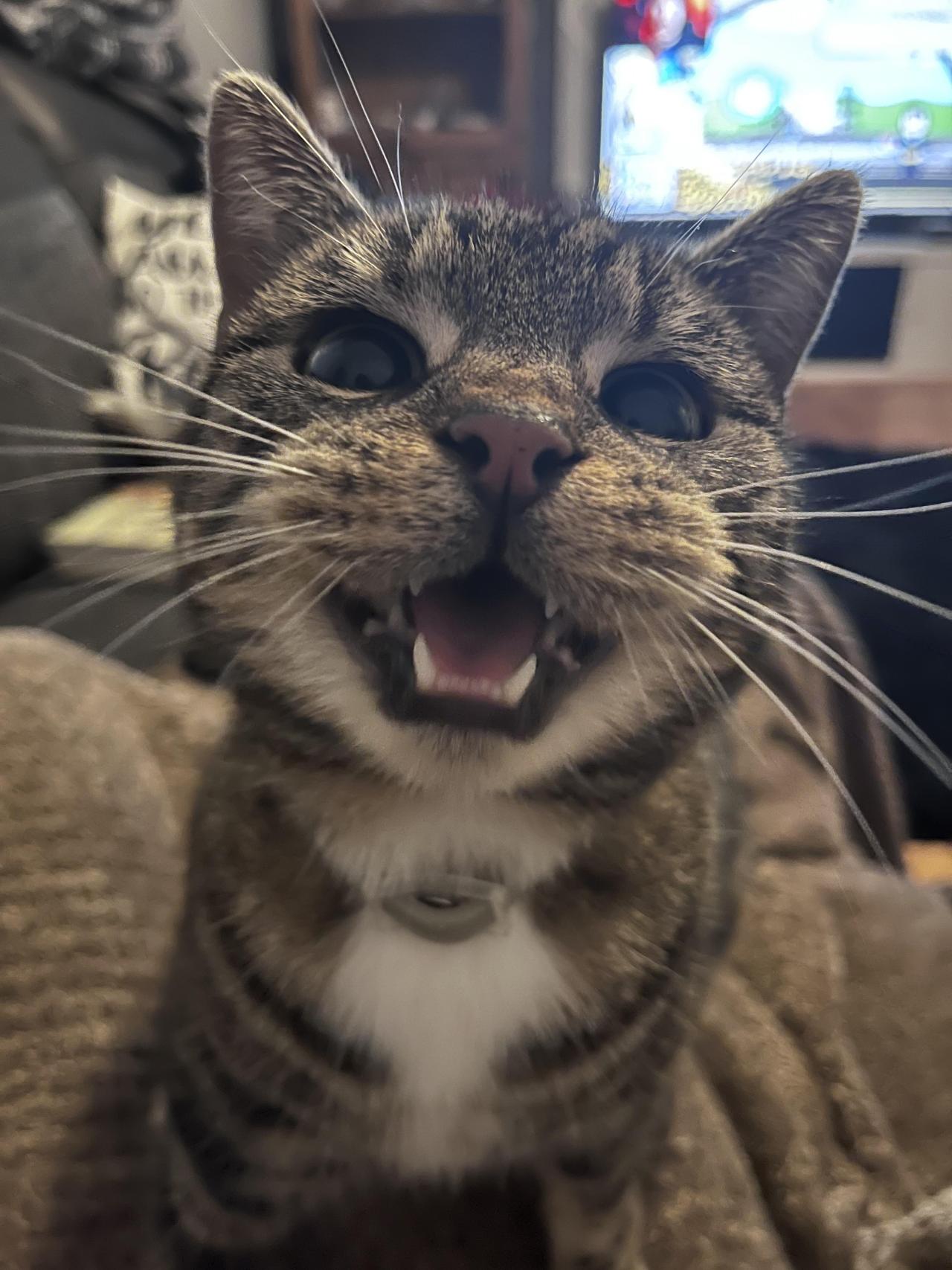 I present to you; the best picture of my kitty. via /r/aww https://ift.tt/3G2peWt #cute#animal#adorable#funny#wholesome#puppy#kitten#kitty#dog#cat#animals#reddit