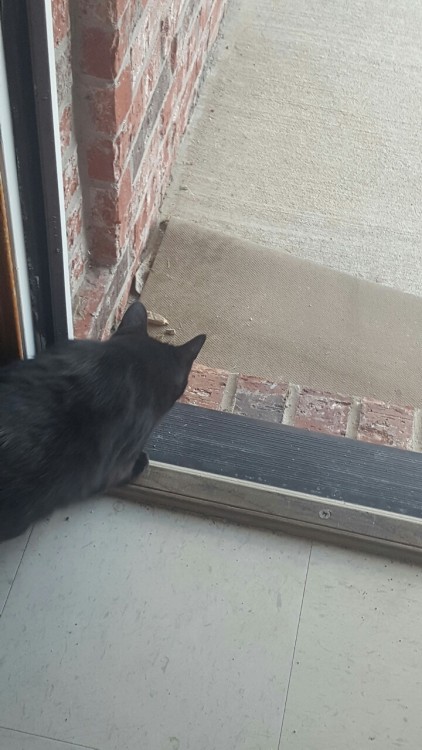 lalifuckingho:HE IS NOT AN OUTSIDE CAT!!!! HE’S REBELLING!(I said “Soots! What are you d