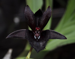 libutron:  Black Orchid - Fredclarkeara Black Lace ‘Baker’s Dark Angel’ In nature, black flowers are rare. The reality is that there is almost no plant in the world that is truly black in color. Most are shades of deep blue or reds or purples.