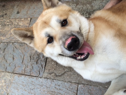 So, my dog took some selfies for his work group and friends…😂😂😂😂