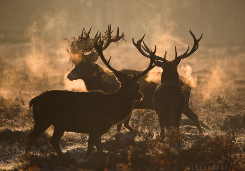 thewitchfolk:
THE RITUAL by Alex Saberi
Via Flickr:
The stags were behaving very oddly yesterday morning. Firstly all the stags in the park were together, sort of practicing for next years rut. They seemed to be going round in circles together. All breathing heavily in the cold morning air. 