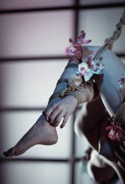 Flowers &Amp;Amp; Shibari