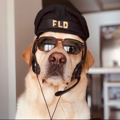 labrador-overload:Your Pilot is Here ❤️