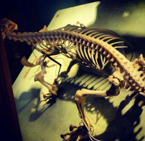 herbsynth:Grant museum of zoology, London. Pics by me, check my instagram for more :) <my name is