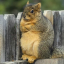 your-local-squirrel