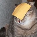 cheesy-kitten-liveblogs avatar