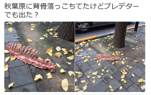 highlandvalley:  白濁ランドセルおにいちゃん㌠さんはTwitterを使っています: “秋葉原に背骨落っこちてたけどプレデターでも出た？ https://t.co/J885ZJZAwD”