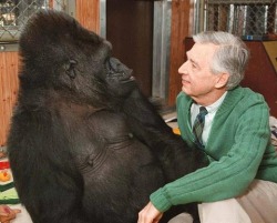 nudiemuse:  deducecanoe:  daisydayna:  Most people have heard of Koko, the gorilla who could speak about 1000 words in Sign Language, and understand about 2000 in English. What most people don’t know, however, is that Koko was an avid Mister Rogers’