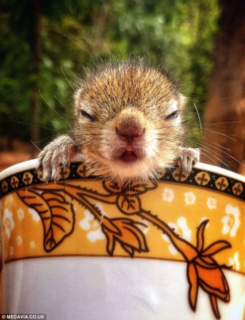 phototoartguy:  Nodding off at your keyboard? This tiny palm squirrel can fall asleep ANYWHERE (but it prefers its owner’s shirt pocket) Wildlife film maker Paul Williams, 34, took looks after the tiny palm squirrel Has cared for the animal, called