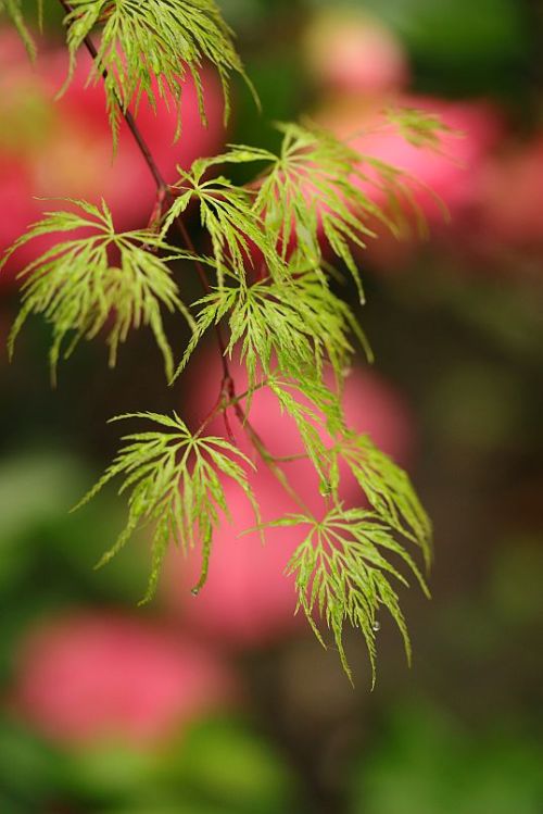 Japanese lanceleaf maple / Geschliztblättriger Japanischer Fächerahorn (Acer japonicum &lsquo;Dissec