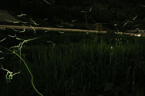 call-of-the-night:  atlasobscura:  Essential Guide: The Bioluminescence Edition Bioluminescence — the ability for organisms to generate their own light — has evolved independently at least 50 times. All around the world, oceans glow, trees sparkle,