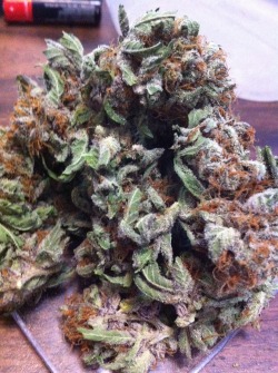 m0nster9:  novac0caine:  Some frosty purps :D  dem orange hairs