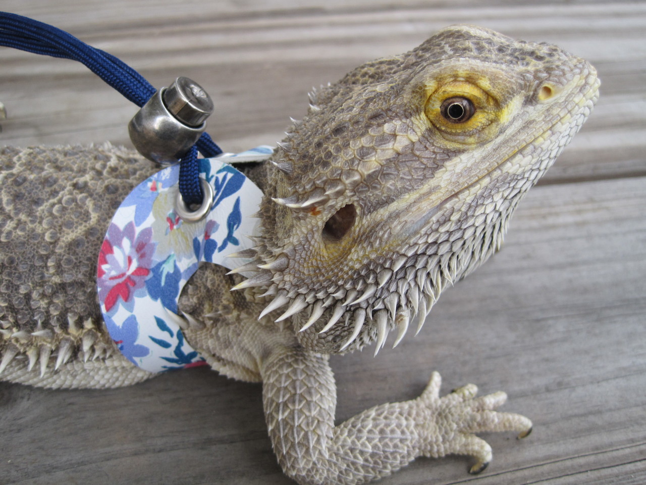 yeahponcho: lizardloverz:   Happy spring!  Got some new styles up in my shop.  You