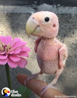 sooocutelittleanimals:  Adorable featherless parrot via /r/parrots from jmcstar