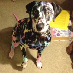 9gag:  Never leave alone the dog with kids…