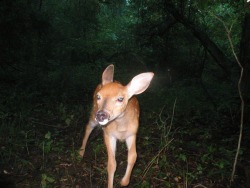 pixinthewild:  Oh, baby! Oh, deer! Baby deer.