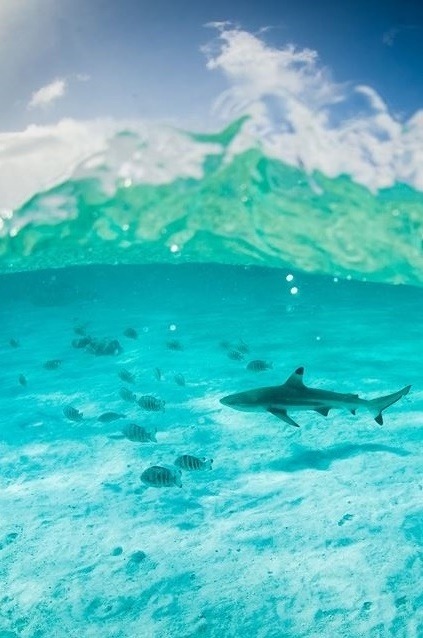 0ce4n-g0d:  Moorea - Polinésia Francesa by Henrique Pinguim Follow on 500px | Follow