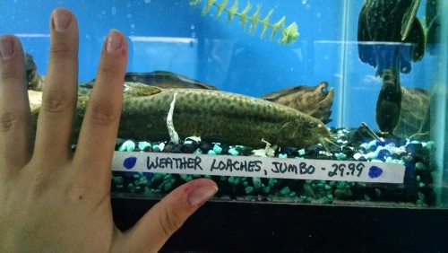the biggest weather loach I have ever seen in my life him big
