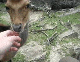 ragecomics4you:  Deer enjoys a scratchhttp://ragecomics4you.tumblr.com