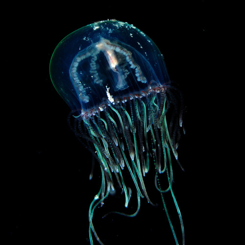 mooonjellies:    umbe81   