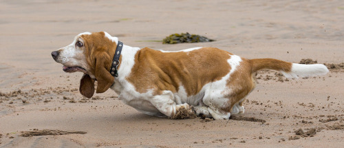hounddogsrunning:by Colin R Leech 	  	 				 					 						 					 				 			  on Flickr